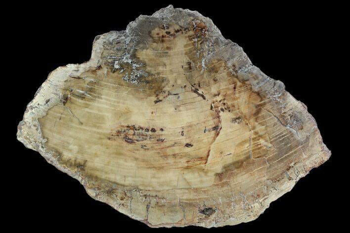 Petrified Wood (Araucaria) Slab - Madagascar #127962